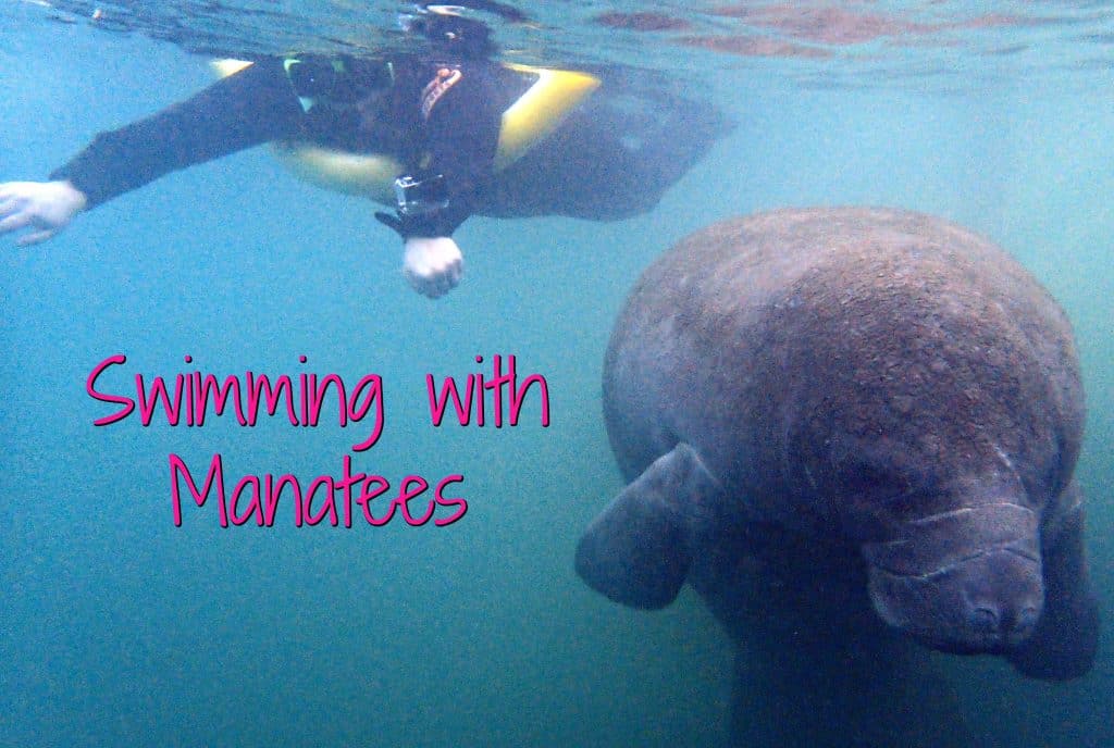 Crystal River manatees: See manatees, even swim with them