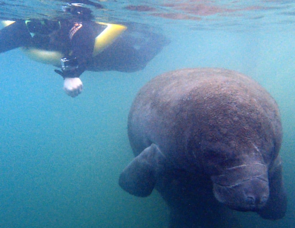 Swimming with manatees