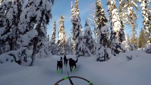 Dogsledding in Lapland
