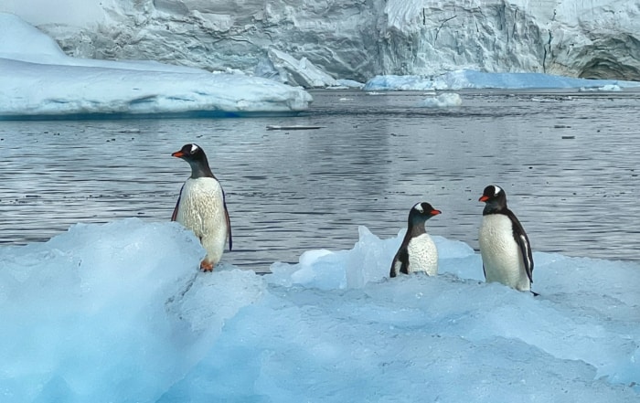 Things to do in Antarctica